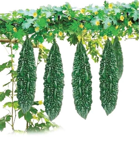 ববিতা প্লাস