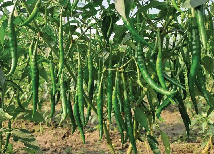 চিকনী চামেলী
