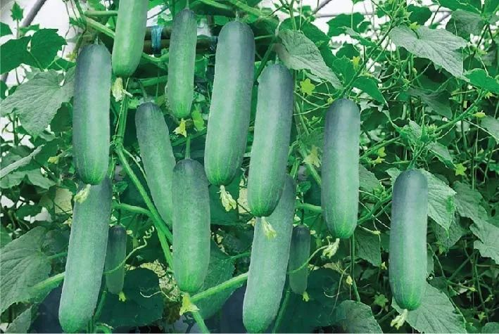 ইরান সুপার