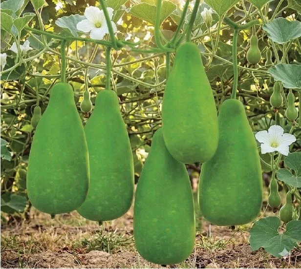 মিনা