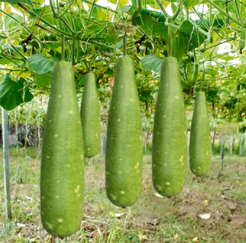 শাবনুর